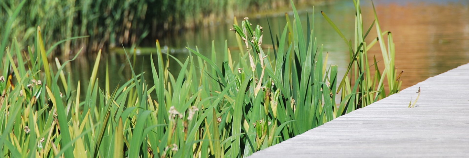 Steg ins Wasser - Schilf